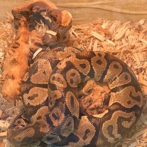 Meet your Posher, Leeanna